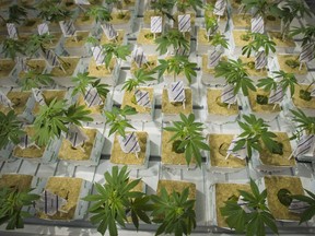 Cannabis cuttings are photographed at the CannTrust Niagara Greenhouse Facility during the grand opening event in Fenwick, Ont., on Tuesday, June 26, 2018. Cannabis industry observers say how seriously some in the sector treat marijuana regulations in the future could hinge on the outcome of a case against the former CannTrust Holdings Inc. leaders, whose company was caught growing pot in unlicensed rooms.