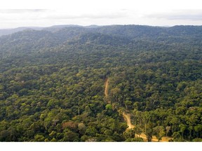 Gabon is the world's second most forested country. Photographer: Max Hurdebourcq/AFP/Getty Images