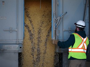 A worker unloads soybeans from a truck at a grain elevator in Manitoba.
