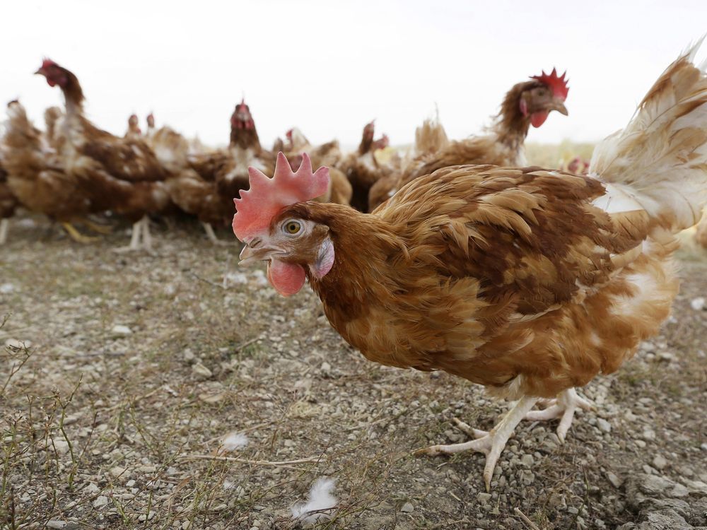Kuş gribi, bir milyon tavuktan oluşan bir Iowa yumurta çiftliğine bulaştı