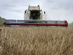 A harvester collects wheat in the village of Zghurivka, Ukraine, Tuesday, Aug. 9, 2022. Wheat futures prices jumped close to six per cent Monday morning on the news that Russia would reinstate a blockade preventing wheat shipments from leaving Ukraine ports.