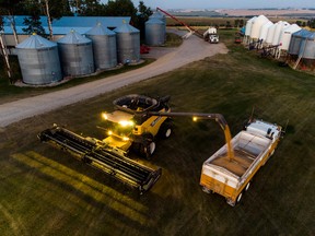 A farmer harvest wheat in Alberta, in September.