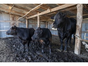 Cows take shelter under a water mist spray during a heatwave outside Elgin, Texas, US, on Wednesday, July 20, 2022. In Texas 100-degree Fahrenheit temperatures plus the soaring costs for feed, fertilizer, fuel and the lack of water and hay have made it too expensive for farmers to sustain livestock.