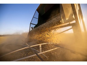 A grain cart loads peanuts into a semi truck trailer during a harvest at a farm in Bronwood, Georgia, US, on Thursday, Oct. 27, 2022. Peanut production is forecast at 5.85 million pounds in 2022, down 6 percent from the previous forecast and down 8 percent from 2021, according to a US Department of Agriculture report. Photographer: Dustin Chambers/Bloomberg