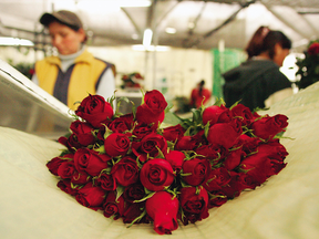 Two greenhouse workers and a bunch of roses.