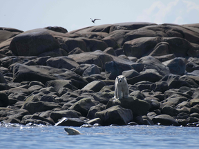 Polars bears hunt for beluga whales on the shores of Hudson Bay. The COP15 conference on protecting biodiversity begins in Montreal on Dec. 5.