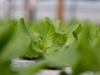 Heads of boston lettuce.