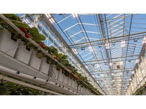 Mucci Farms Boemberry facility will use Sollum's dynamic LED grow light solution to cultivate a demanding crop: strawberries