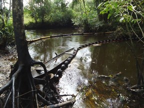This June 2015 photo provided by the Justice and Peace Commission shows an oil spill on the Chufiya river, in the Putumayo region of Colombia. The British law firm Leigh Day said it is suing Amerisur, the oil company operating in the region, on behalf of more than 170 Putumayo farmers. That spill was not the only complication with this particular oil operation. (Justice and Peace Commission via AP)