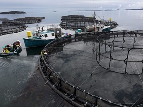Boats position at a Cooke Aquaculture salmon farm near Blacks Harbour, N.B. The New Brunswick seafood giant just bought Australian seafood producer Tassal Group Ltd. in the biggest deal in the company's 37-year history.