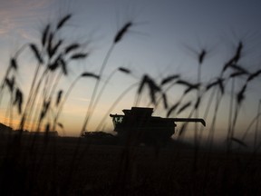 A farmer harvests wheat in Alberta.