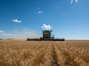 A farmer harvests wheat on a farm in Saskatchewan.