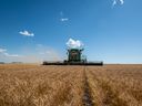 A farmer harvests wheat on a farm in Saskatchewan.