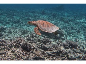 A turtle swimming over an Indian Ocean reef damaged by bleaching in 2016. Photo: ARC CoE for Coral Reef Studies&ampnbsp;