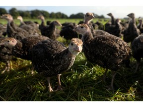 Free-range turkey poults roam in a field in Shropham, UK. Photographer: Luke MacGregor/Bloomberg