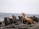 Fur seals rest on the coast of the Pacific Ocean. The planet’s monitored wildlife populations have plummeted by an average of 69 per cent in the past 50 years.