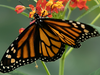 A monarch butterfly feeds on a plant