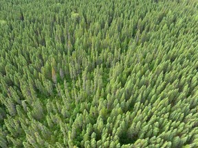 Canada’s forests are in very good health.