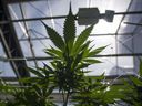 The Ontario Securities Commission is seeking leave to withdraw all charges in the quasi-criminal trial of former CannTrust Holdings Inc. CEO Peter Aceto and two former directors.
