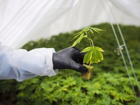 A young cannabis plant at a facility in Ontario.
