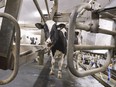 A cow leaves the milking parlour at a dairy farm in Howick, Que.