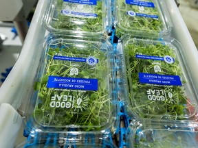 Micro Arugula is packed and ready for shipping to customers from GoodLeaf Farms in Guelph, Ont.