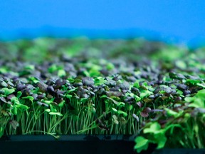 Spicy mustard plants await packaging at GoodLeaf Farms in Guelph, Ont. The indoor farming operation has raised funds to expand its line of lettuce and microgreens into a national brand.