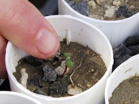 FILE - In this Feb. 10, 2020, file photo, a plant ecologist at the University of Nevada, Reno, points to a tiny Tiehm's buckwheat that has sprouted at a campus greenhouse in Reno, Nev. U.S. wildlife officials declared a Nevada wildflower endangered Wednesday, Dec. 14, 2022, at the only place it exists on a high-desert ridge where a lithium mine is planned to help meet growing demand for electric car batteries.