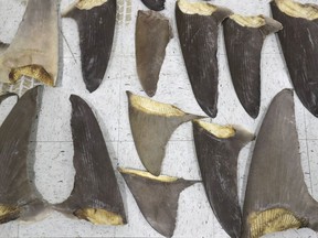 FILE - Confiscated shark fins are displayed during a news conference, Thursday, Feb. 6, 2020, in Doral, Fla. In 2022, the U.S. House and Senate passed identical versions of a proposed shark fin ban as part of a broader defense spending bill that President Joe Biden is expected to sign into law. Once he does, it will be illegal for Americans to buy, sell, transport or even possess foreign-caught fins -- something ocean conservation activists have long sought.