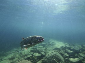 FILE - In this photo provided by the Great Lakes Fishery Commission, a lake trout swims off Isle Royale, Mich., in Lake Superior, Sept. 12, 2018. Four Native American tribes have agreed with Michigan and federal officials on a revised fishing policy for parts of three of the Great Lakes, officials said Monday, Dec. 12, 2022.
