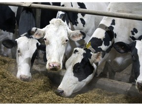 Cows eat at a dairy farm in Howick, Quebec, Canada, on Tuesday, Jan. 11, 2022. Farm groups say they're fearful the highly contagious Omicron variant could stress Canadian food production as the industry had a chronic labor shortage even before the arrival of Covid-19,