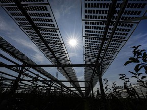 File - Special mounted solar panels are installed over a biological apple fruit tree plantation in Gelsdorf, western Germany, Tuesday, Aug. 30, 2022. A South Korean solar panel maker will invest more than $2.5 billion to build factories in Georgia, hiring 2,500 new employees and making components usually manufactured outside the United States, the company announced Wednesday, Jan. 11, 2023.
