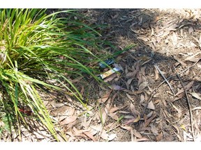 Heavy metals, toxic chemicals, and residual nicotine from littered disposable vape devices leach into our soil and pollute our ecosystem and wildlife.