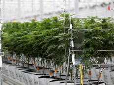 Tilray may move into fruit, beer as U.S. cannabis legalization stalls