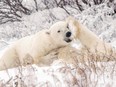 Polar bears spar near the Hudson Bay community of Churchill, Man.