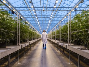 Large greenhouses come with problems when trying to grow large amounts of weed.
