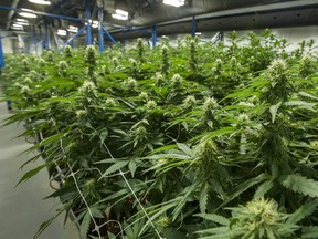 Moncton-based Organigram Holdings Inc., a medical marijuana company, is now focusing more on premium products to capture a bigger market share.