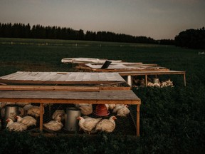 Ontario farmer John Moylan’s birds are certified “artisanal” by the Chicken Farmers of Ontario.