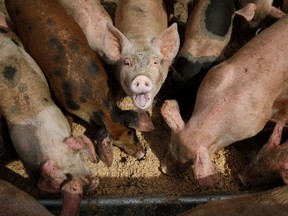CORRECTS DATE OF ANNOUNCEMENT TO FRIDAY, JAN. 20 INSTEAD OF FRIDAY, JAN. 23 - FILE - Pigs eat from a trough at the Las Vegas Livestock pig farm in Las Vegas, April 2, 2019. The U.S. Environmental Protection Agency says it will study whether to toughen regulation of large livestock farms that release manure and other pollutants into waterways. EPA has not revised its rules dealing with the nation's largest animal operations -- which hold thousands of hogs, chickens and cattle -- since 2008. The agency said in 2021 it planned no changes but announced Friday, Jan. 20, 2023, that it had reconsidered in response to an environmental group's lawsuit.