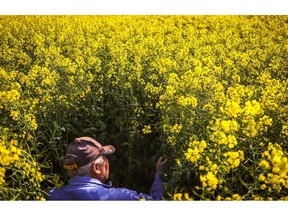 A farmer checks canola plants for damage caused by rodents at a farm near Gunnedah, New South Wales, Australia on Sunday, Aug. 23, 2020. Another paltry rapeseed harvest in Europe is tightening global supplies even as crops swell abroad. Australia's crop has benefited from autumn rains and its supply will be needed due to EU crop restrictions, according to Cheryl Kalisch Gordon, senior grains and oilseeds analyst at Rabobank. Photographer: David Gray/Bloomberg