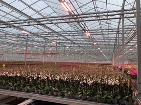 Orchids under Fluence LED lighting at Bernhard Kwekerijen, a rose, orchid and patio plant nursery.