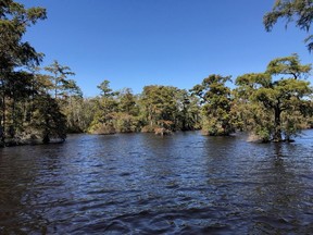 View of the Chowan River Tracts recently transferred to North Carolina near Keel Creek