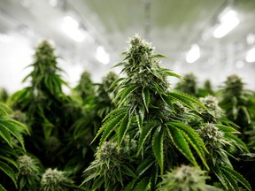 Cannabis plants growing in a facility in Smiths Falls, Ont.