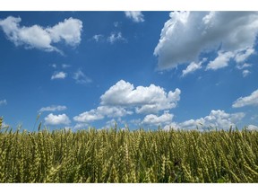 Densely packed grain filled wheat stands against a blue sky background with scattered white clouds