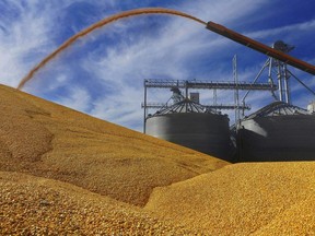 FILE - In this Sept. 23, 2015 file, photo, Central Illinois farmers deposit harvested corn on the ground outside a full grain elevator in Virginia, Ill. Mexico appeared to have backed down Monday, Geb. 13, 2023, on plans to ban imports of U.S. genetically modified corn for animal feed.