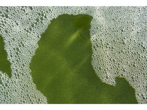 Viridos genetically modifies the algae to grow them faster and fatter.  Photographer: Noriyuki Aida/Bloomberg