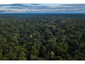 Amazon rainforest stands in this aerial photograph taken near Presidente Figueiredo, Amazonas state, Brazil, on Sunday, Feb. 3, 2019. Part of President Jair Bolsonaro's electoral appeal rested on a business-friendly pledge to rein in an overbearing state by dismantling environmental agencies, but those promises swiftly changed following the deadly Brumadinho dam break.