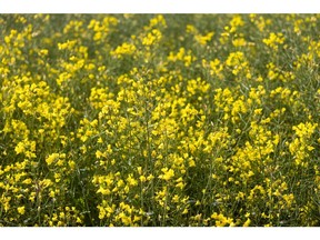 Rapeseed flowers in a field in Danbury, U.K., on Monday, May 9, 2022. Photographer: Chris Ratcliffe/Bloomberg