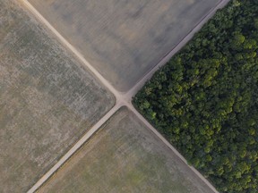 FILE - A section of Amazon rainforest stands next to soy fields in Belterra, Para state, Brazil, on Nov. 30, 2019. A summit on how to protect the world's largest forests underway in Gabon is set to be dominated by the issue of who pays for the protection and reforesting of lands that are home to some of the world's most diverse species and contribute to limiting planet-warming emissions.