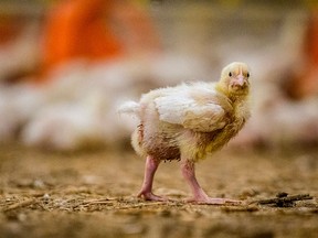 A chicken on a poultry farm in Saskatchewan.